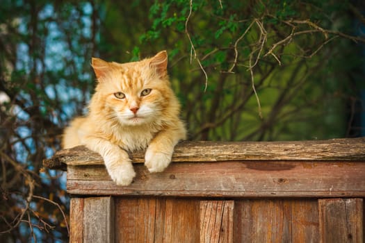 Red Cat Sitting On A Fence And Looking At Camera