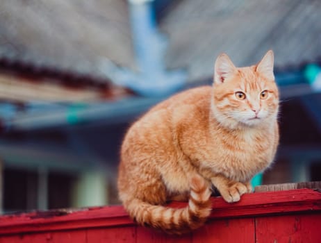 Cat Is Walking On A Fence.