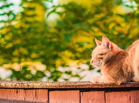 Red Cat Sitting And Sleeping On A Fence