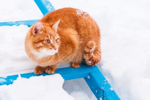 Little Red Kitten On White Snow