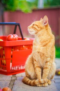 Red fluffy cat with fresh tomatos