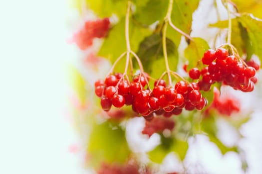 Berries red viburnum, autumnal background