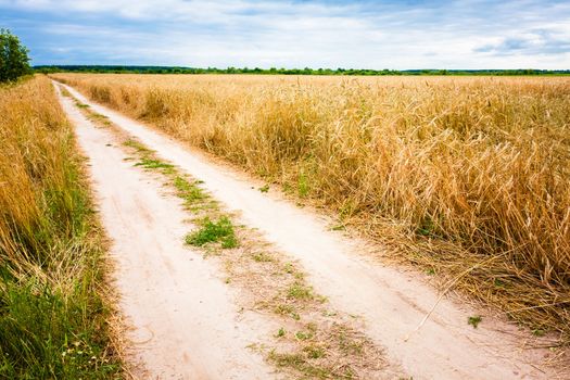 Empty Countryside Road Through Fields With Wheat