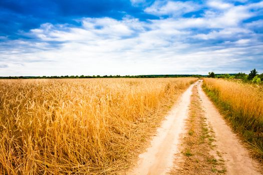 Road In Field With Ripe Wheat And Blue Sky With Clouds