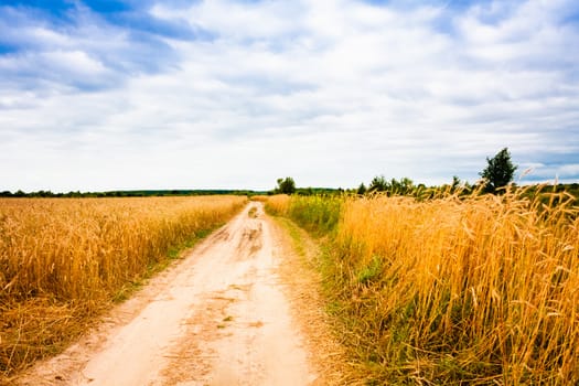 Empty Countryside Road Through Fields With Wheat