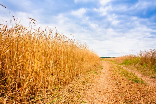 Road In Field With Ripe Wheat And Blue Sky With Clouds