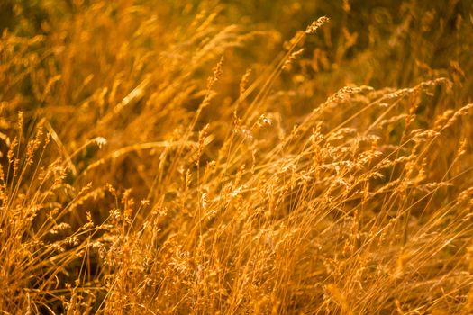 Summer Grass Meadow Close-Up With Bright Sunlight. Sunny Yellow Background