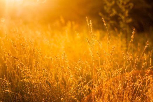 Summer Grass Meadow Close-Up With Bright Sunlight. Sunny Yellow Background