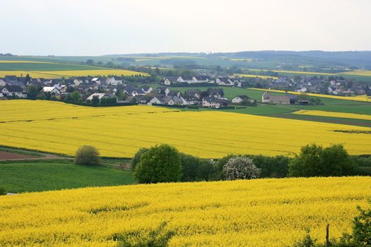 Yellow flowering canola field with village in background