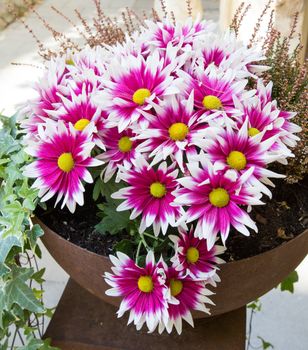 Pink and white chrysanthemum flowers with yellow centre in a pot.