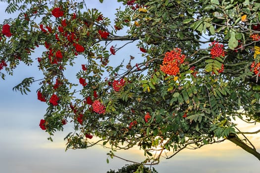 Bright rowan berries on a tree