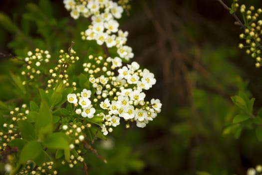white and yellow flowers against green bush background