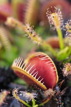 Carnivorous Venus Fly Traps (Dionaea muscipula) and Sundews (Drosera capensis) in garden.   Plants secrete digestive enzymes s until the insect is liquified and its soluble contents digested. Buyers, image has hallow dof.

