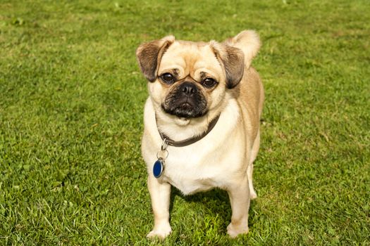 Dog Pug on green grass in a park