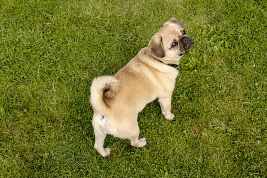 Dog Pug on green grass in a park