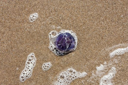 blue jellyfish on the sandy beach