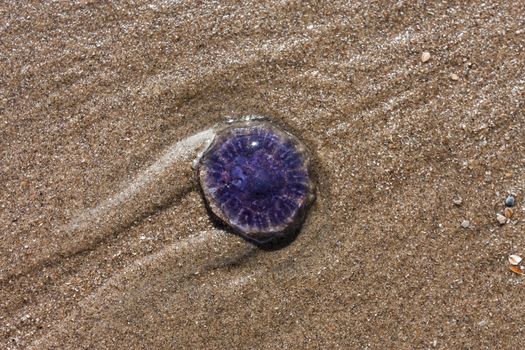 blue jellyfish on the sandy beach