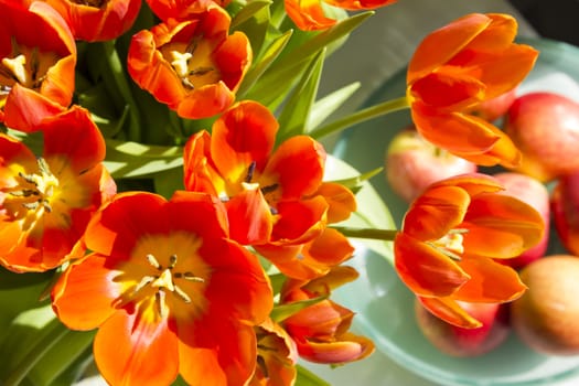 tulips in sunlight
