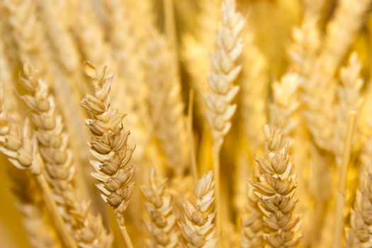 gold wheat ears background