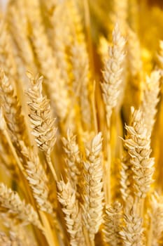 gold wheat ears background