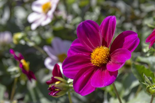 Beautiful colorful flower garden with various flowers