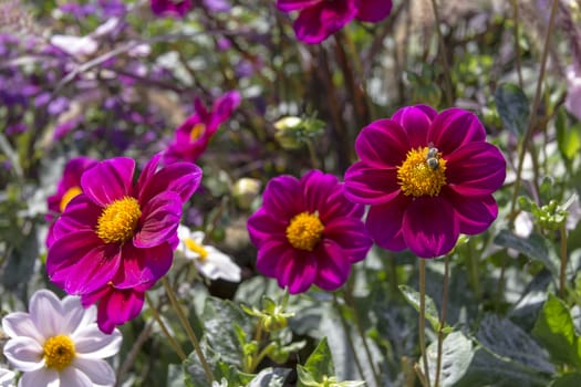 Beautiful colorful flower garden with various flowers