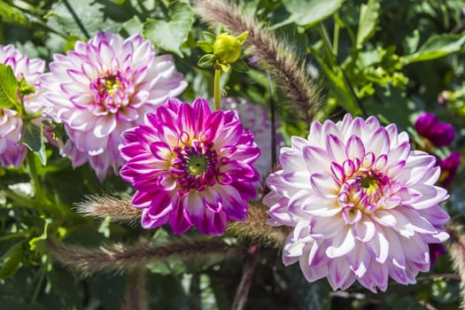 Beautiful colorful flower garden with various flowers