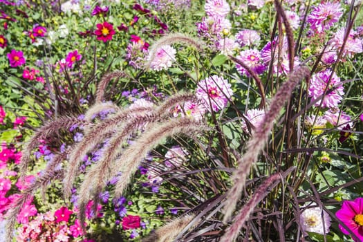 Beautiful colorful flower garden with various flowers