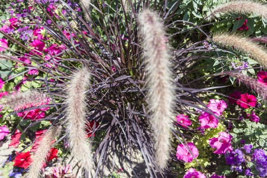 Beautiful colorful flower garden with various flowers