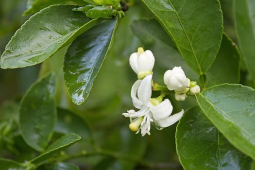 Lime on tree