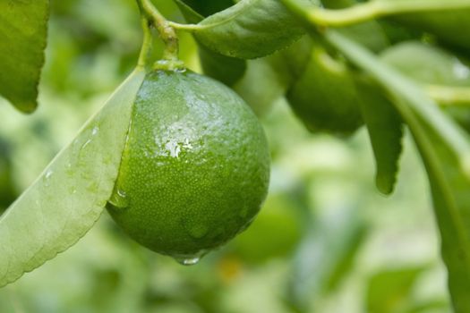Lime on tree
