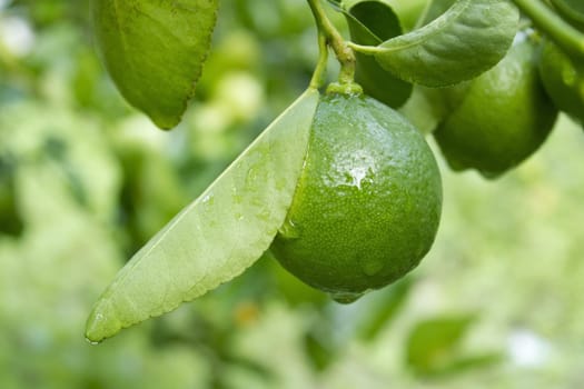 Lime on tree