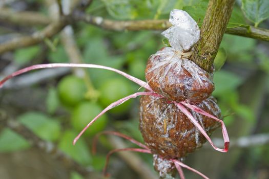 Air layering plant
