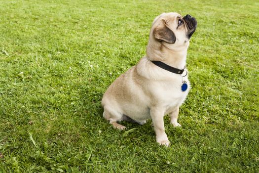 Dog Pug on green grass in a park