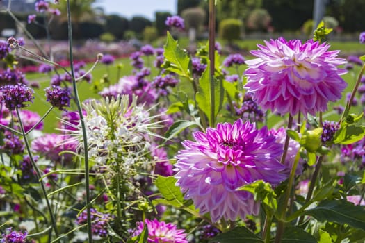 Beautiful colorful flower garden with various flowers