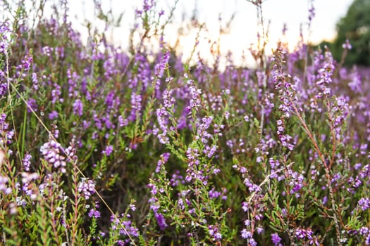 branches of a blossoming heather close up