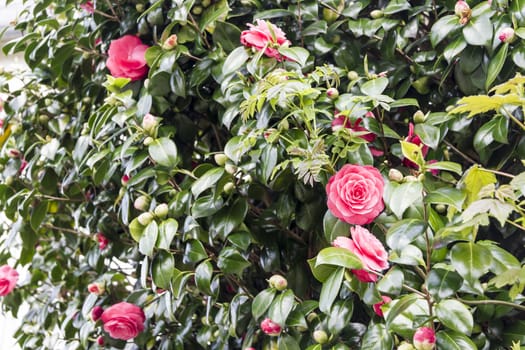 beautiful pink rose blossoms on a bush.