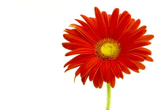 gerber flowers on a green stalk against white background