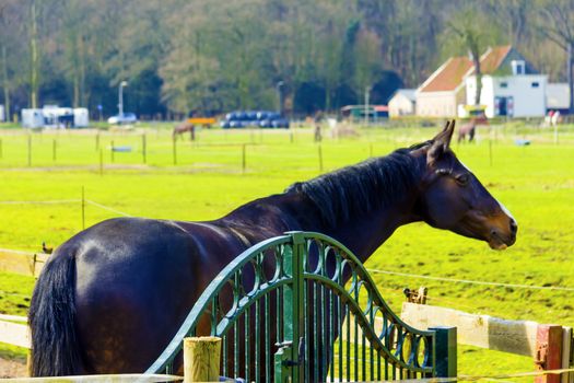 Beautiful bay horse behind a farm fence