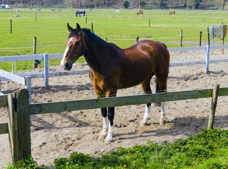 Beautiful bay horse behind a farm fence