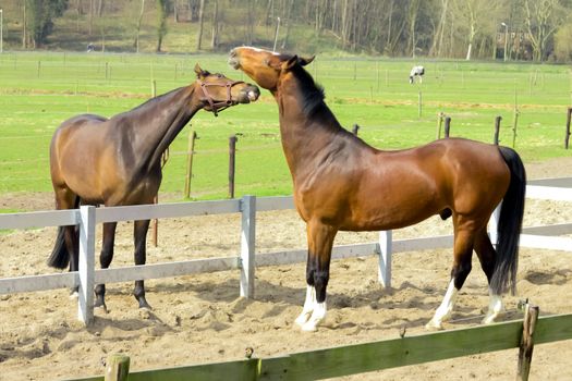 One horse trying to bite other horse