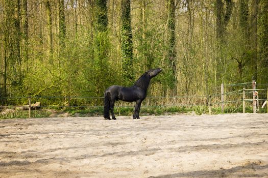 Funny black horse