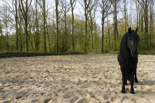 Funny black horse