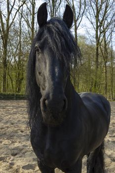 Funny black horse