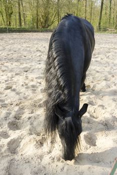 Funny black horse
