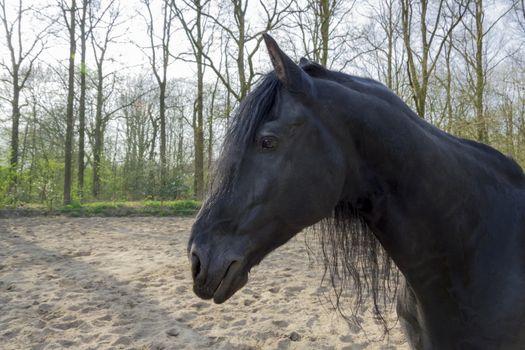 Funny black horse