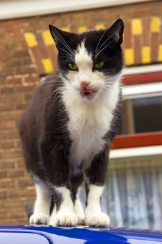 Black and white cat on the blue car roof