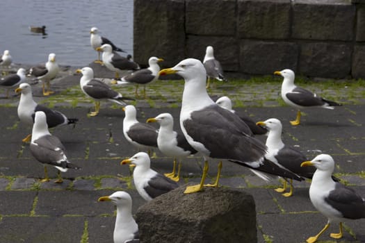 seagulls near a pond in the center of Reykjavik