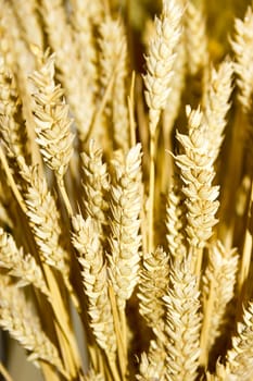 gold wheat ears background