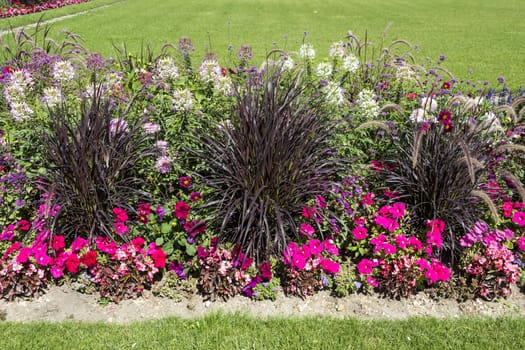 Beautiful colorful flower garden with various flowers